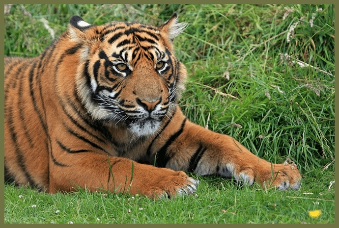 tiger