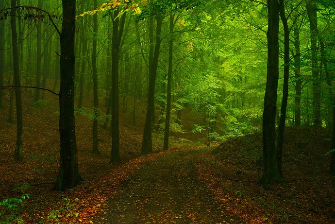 Morgan_Hardwood-2016-10-16_soderasen_12