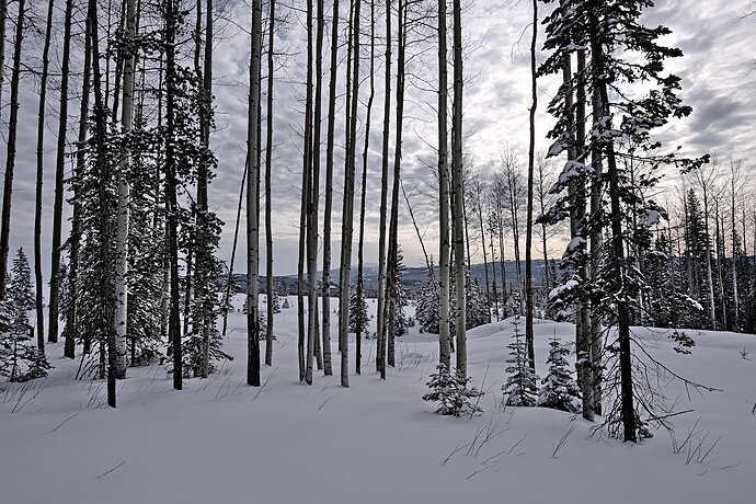 2020-02-25_10-13-39 Darktable and GIMP (Jpegli)