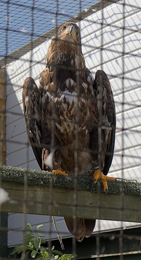IMG_1234 golden eagle