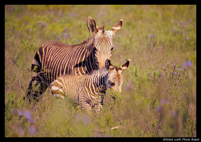 Zebras_HD