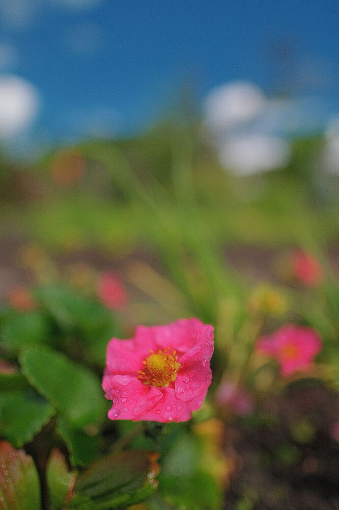 DSCF1468