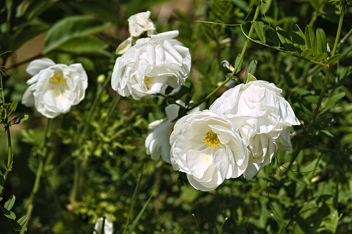 P1010645_RT-3