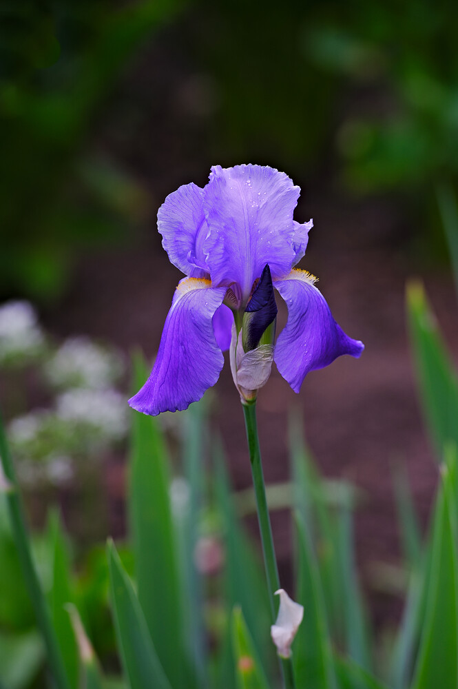 iris