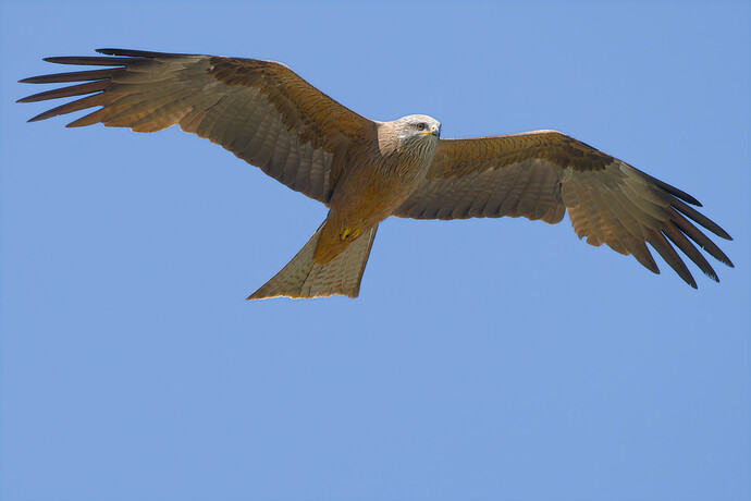 _DSC9059-DxO_DeepPRIME XD2s_01