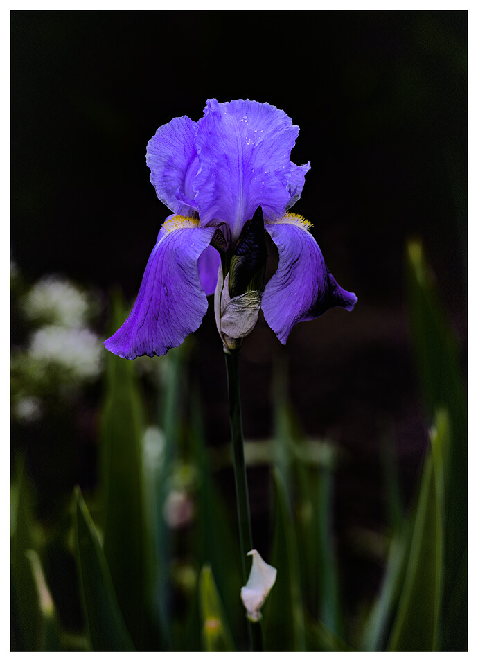 iris.3