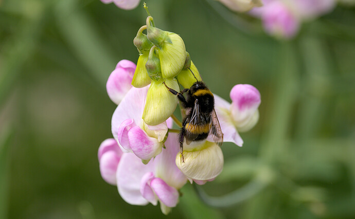 2507_SommerimGarten_0069