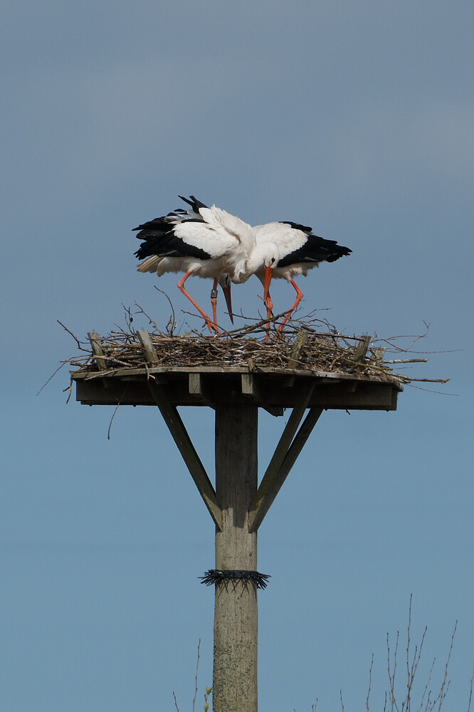 20260404-124750-DSC_0784-0.NEF