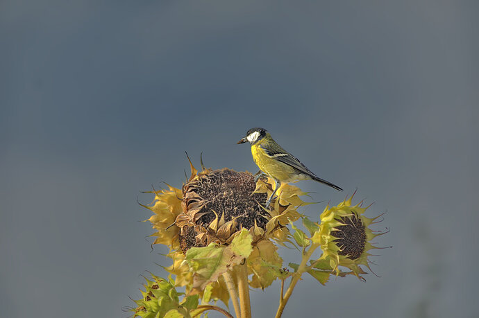 260912_095523_DSC08084_edited