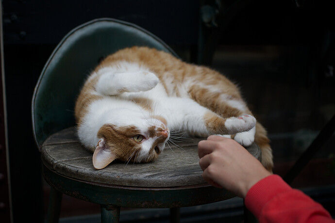 Mreow.