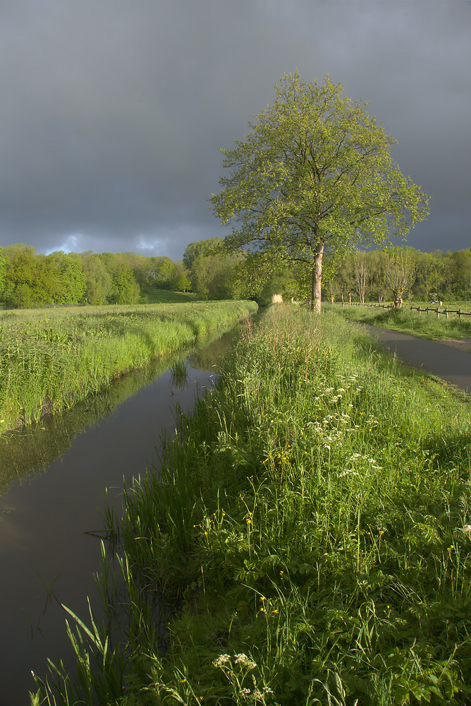 tree.clouds.light-PhotoFlow-GIMP_LAB
