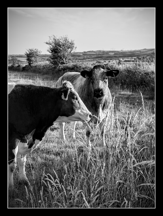 DSC_2431_02