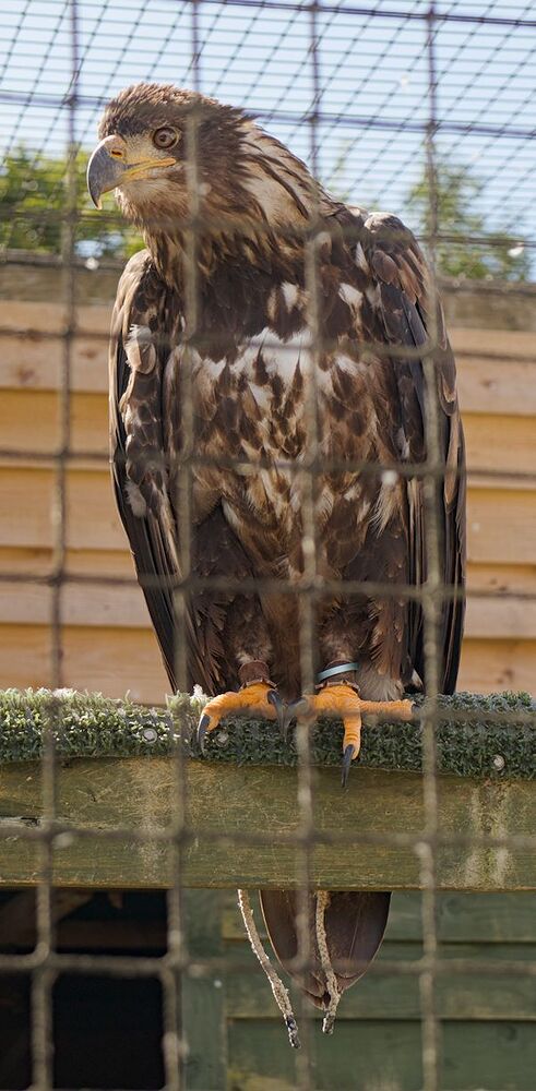 IMG_1238 tawny eagle