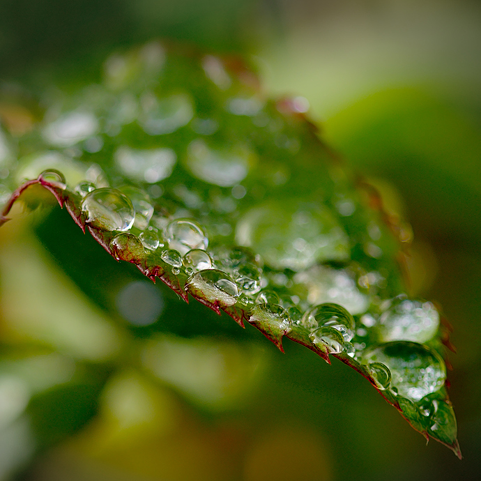 dew.on.leave.nikon.d5100