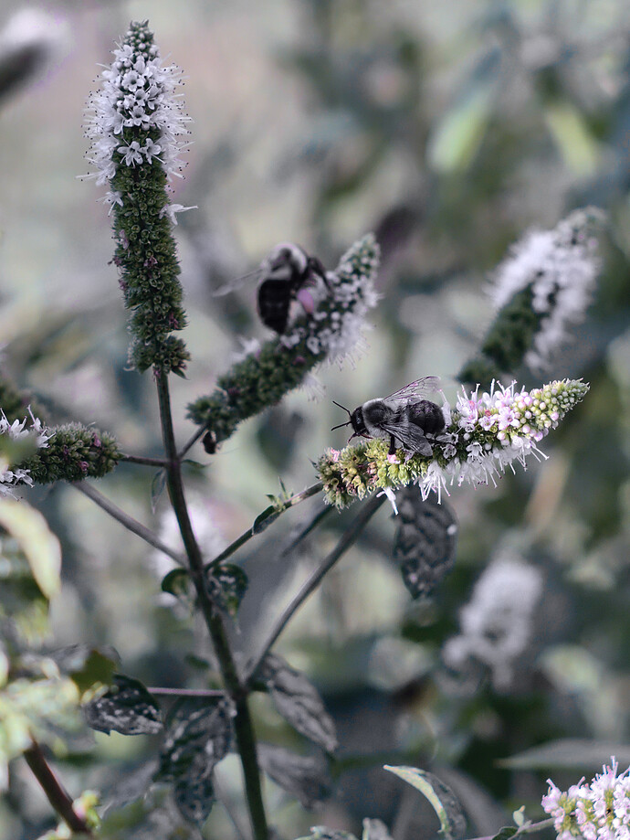 DSCF9659-GIMP CCR and L-a-b