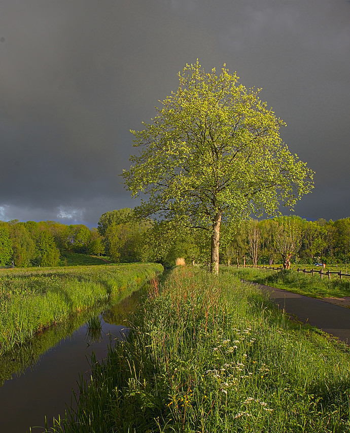 tree.clouds.light