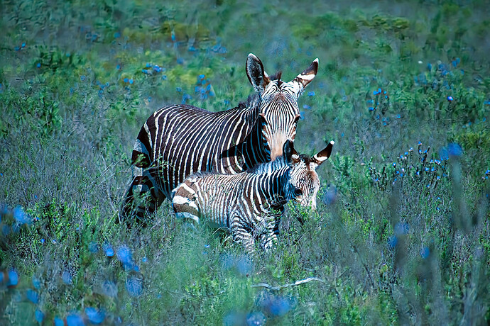 P1110374 Rawtherapee and GIMP (1)