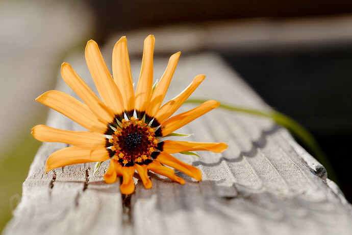 2025-02-20-20250225_0032_LR