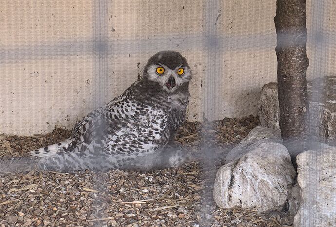 IMG_1257 young snowy owl