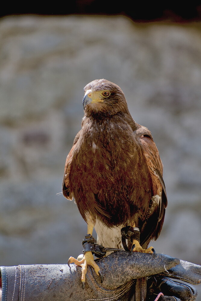 Falconer - DSC_0364-2024.07.21