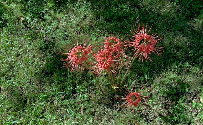 L1000184