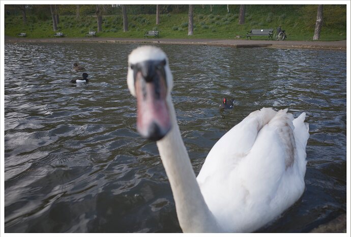 I'll Beak You!