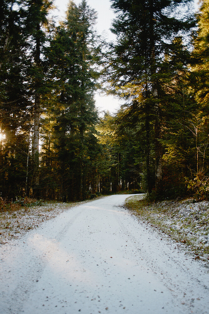 winter_pine_snow_sun_thumper_edit