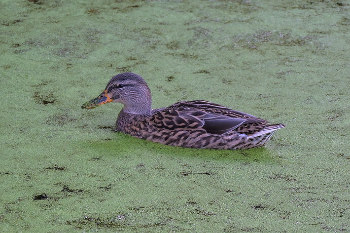A weeded duck.