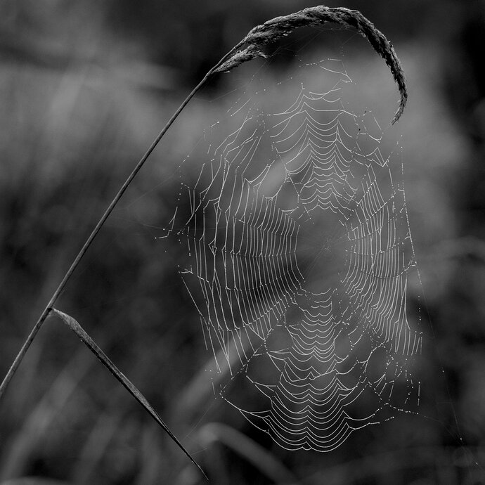 Morning Web FWR_9052_02
