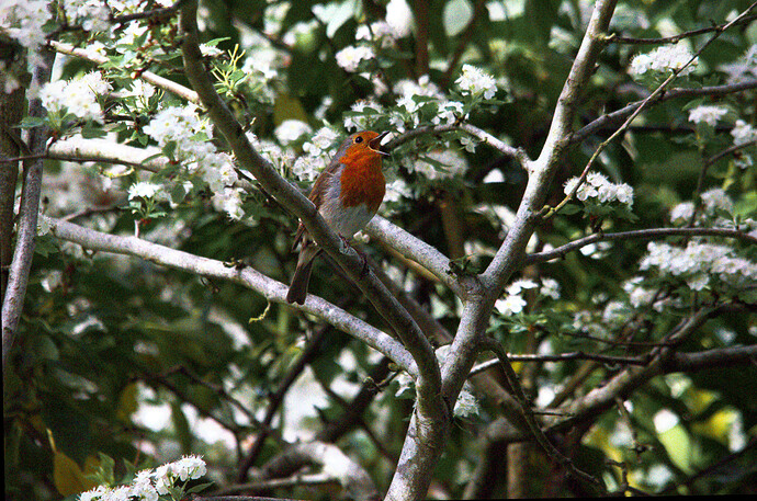 Robin - DSC_9640_edited