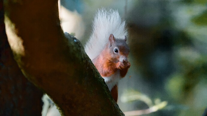 squirrel-as-requested_CTW2287_02