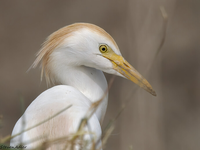 20260421_0106_denoise_2