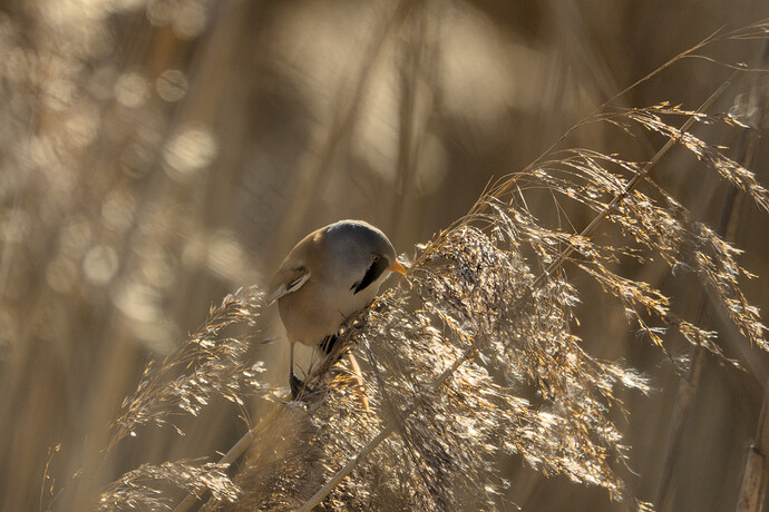 2025-02-01 @14-19-21 CO5A2988