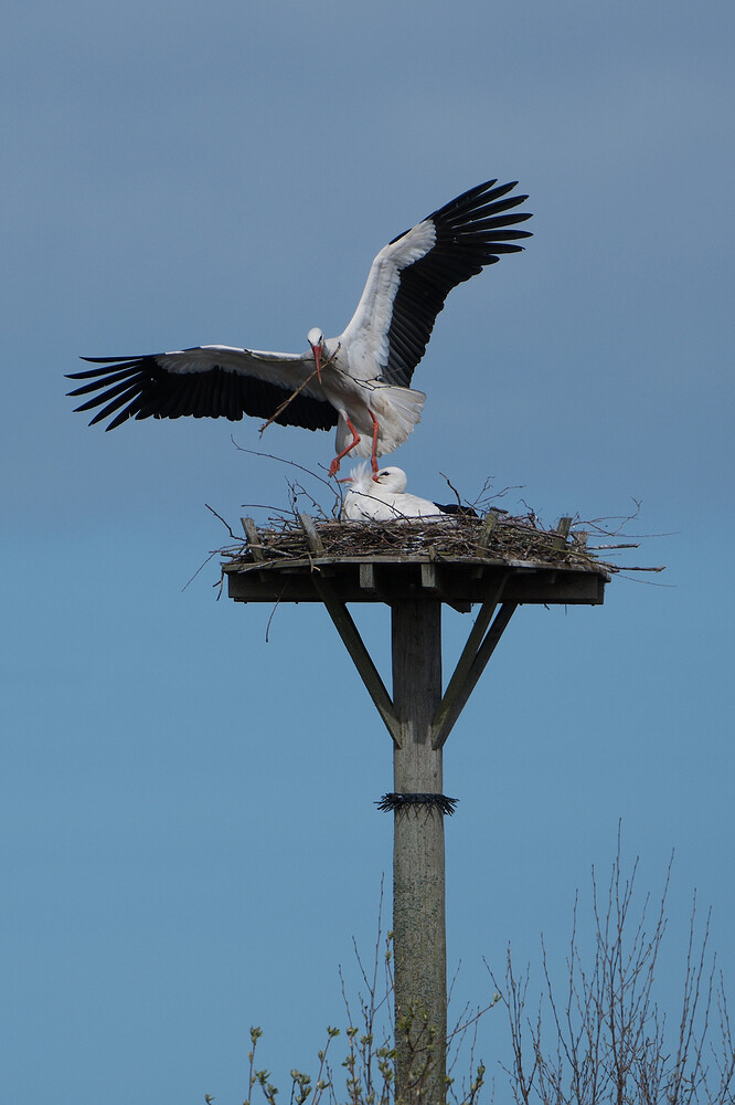 20260404-124659-DSC_0761-0.NEF