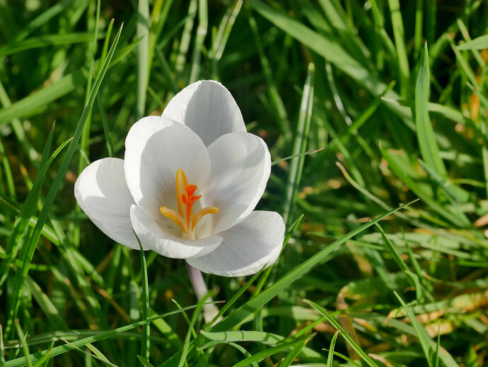 crocus
