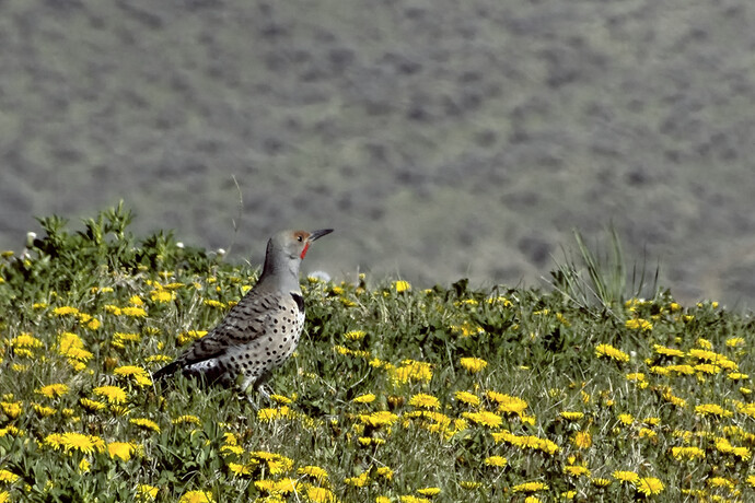 P1040512_art_gimp_gmic_edit