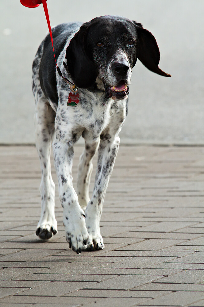 dogs-vancouver-20130908-0670