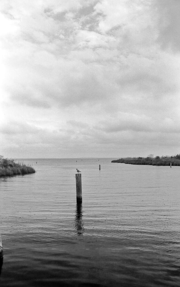 2025-08-05 - Manns Harbor bird and bridge