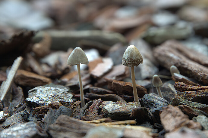 2025-10-31-Z5-_DSC0192