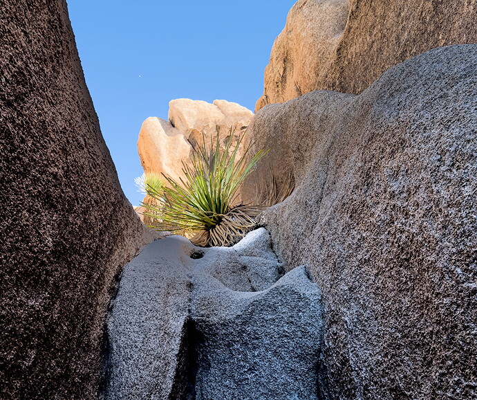 Joshua Tree_T5A7025-2024.10.25_01