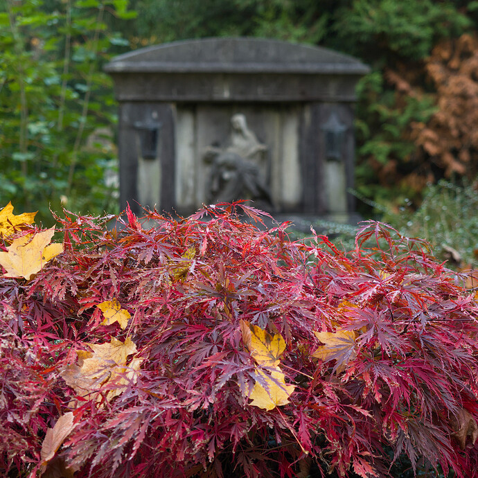 2025-11-02 13-26-25 E-M5MarkII 44145 - Köln Melaten
