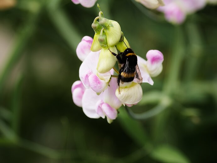 2507_SommerimGarten_0069