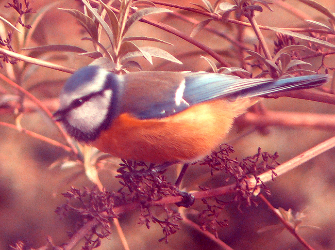 testbird_after_transfer_color_pca_gimp210