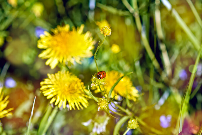 260501_175610_DSC00946 RT and GIMP - GMIC_Bokeh