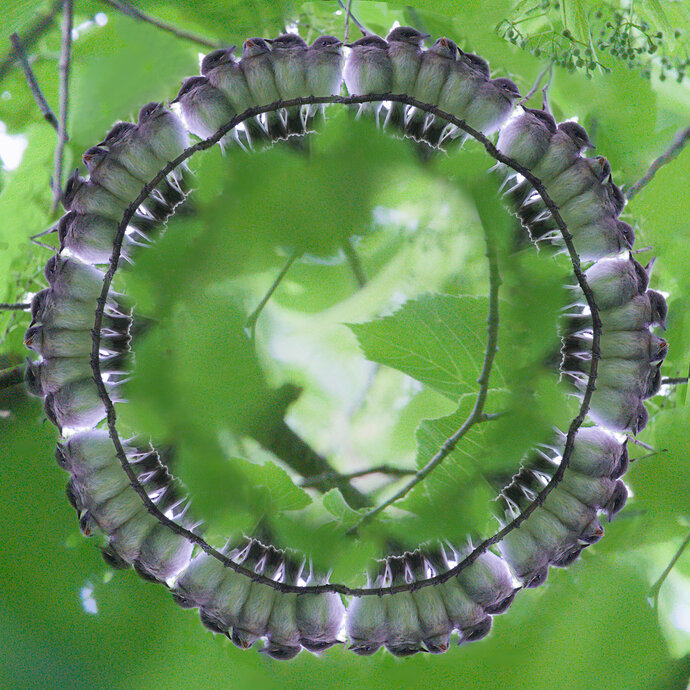 ring0fbirds