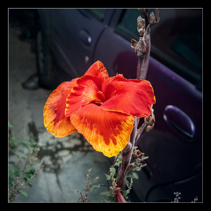 Home - Flowers_P1020514
