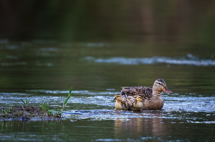 _DSC2702_raw-denoise