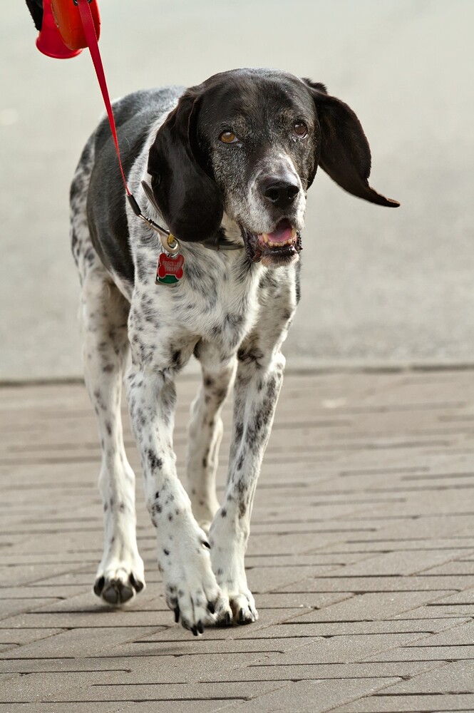 dogs-vancouver-20130908-0670