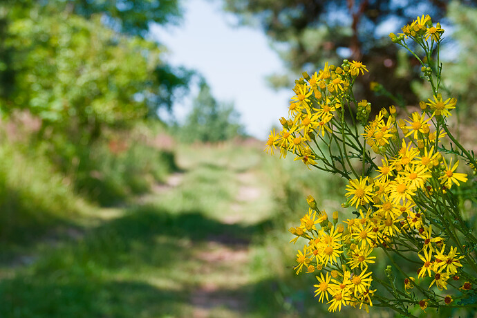 Color calibration ON