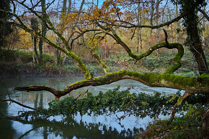 Tree_0V2A7101-2022.11.26
